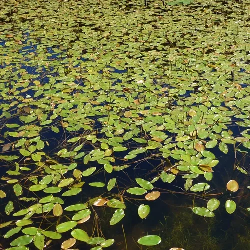floating-leaved pondweed