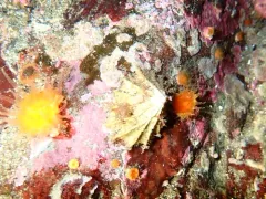 Hooded Puncturella thumbnail 1