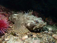Bigmouth Sculpin thumbnail 3