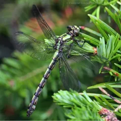 Brook Snaketail thumbnail 2