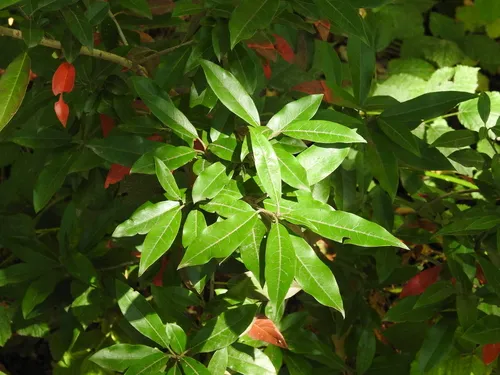 David's photinia