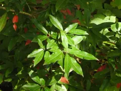 David's photinia thumbnail 1