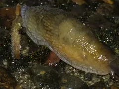 White Slug Mite thumbnail 3