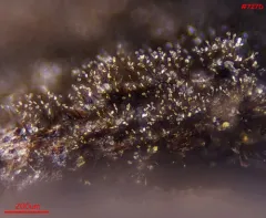 Helicoma muelleri thumbnail 3