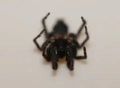 Bicolored Ant-mimic Ground Spider thumbnail 3
