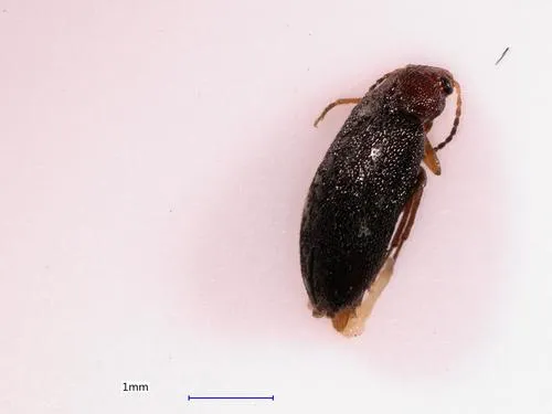 Hymenochara rufipes