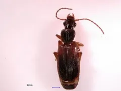 Cymindis neglecta thumbnail 1