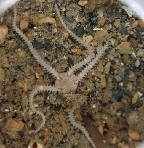 Dwarf Brittle Star