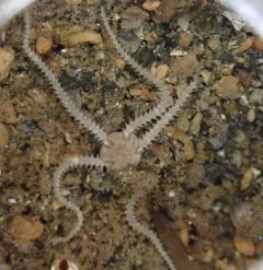 Dwarf Brittle Star thumbnail 1