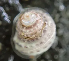 Lirularia lirulata thumbnail 2