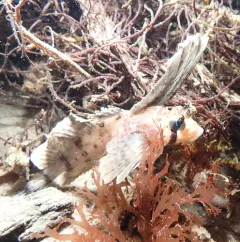 Sailfin Sculpin thumbnail 3