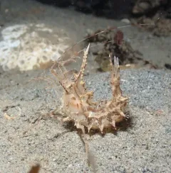 Horned Shrimp thumbnail 2