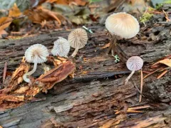 Mycena bulliformis thumbnail 3