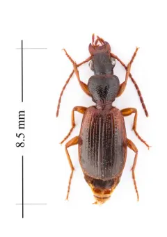 Cymindis neglecta thumbnail 2