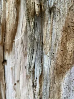 Frosted Glass-whiskers Lichen thumbnail 2