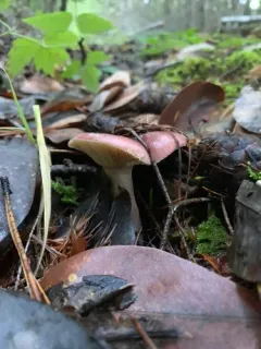 Russula salishensis thumbnail 2