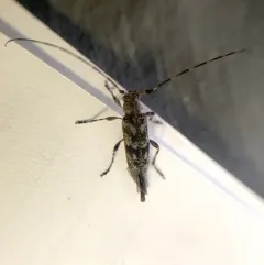 Little Flatface Longhorn Beetle thumbnail 4