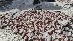 Lapland Bloodspot Lichen thumbnail 2