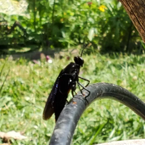 Clubbed Mydas Fly