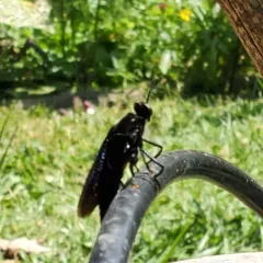 Clubbed Mydas Fly thumbnail 1