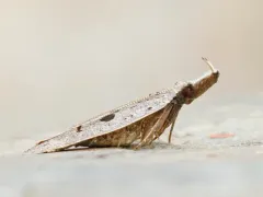 Glenn's Dichomeris Moth thumbnail 3