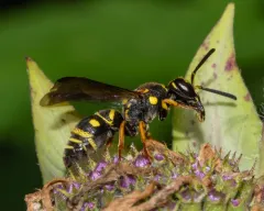 Parancistrocerus vagus thumbnail 2