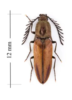 Kendal's Click Beetle thumbnail 2