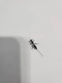 Xorides stigmapterus thumbnail 4