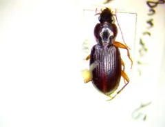 Synuchus impunctatus thumbnail 2