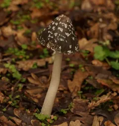 Magpie Inkcap thumbnail 4