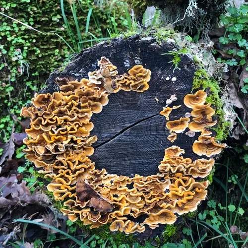 hairy curtain crust