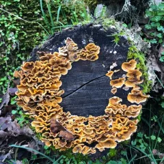 hairy curtain crust thumbnail 1