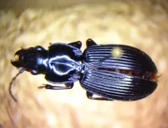 Pterostichus coracinus thumbnail 1