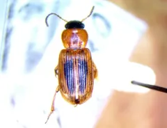 Comma Harp Ground Beetle thumbnail 2