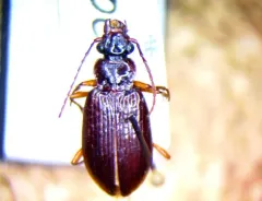 Platypatrobus lacustris thumbnail 2