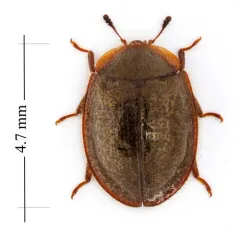 Bark-gnawing Beetle thumbnail 3