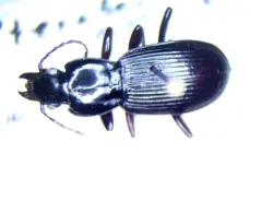 Pterostichus adoxus thumbnail 4