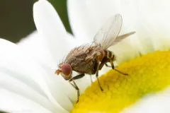 Minettia fasciata thumbnail 2