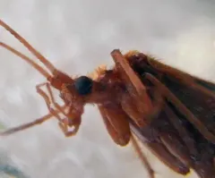 Beautiful Northern Caddisfly thumbnail 3