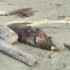 Harbor Seal thumbnail 3
