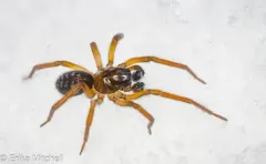 Amaurobius borealis thumbnail 1