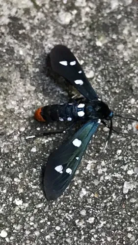 Polka-Dot Wasp Moth