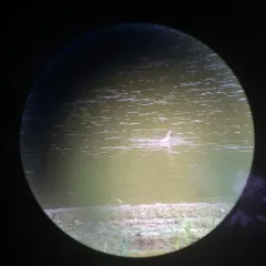 Stilt Sandpiper thumbnail 4