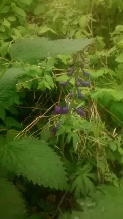dwarf larkspur thumbnail 3