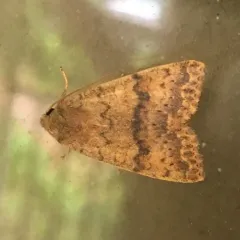 Bicolored Sallow thumbnail 3