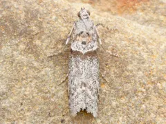 Myelopsis minutulella thumbnail 3