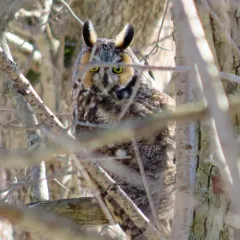 Long-eared Owl thumbnail 3