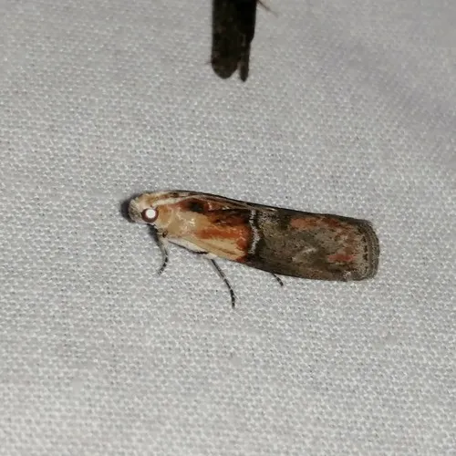 Yellow-shouldered Leafroller