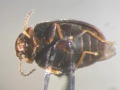 Contacyphon pusillus thumbnail 3