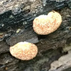 Saffron Crep thumbnail 2